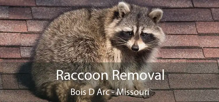 Raccoon Removal Bois D Arc - Missouri