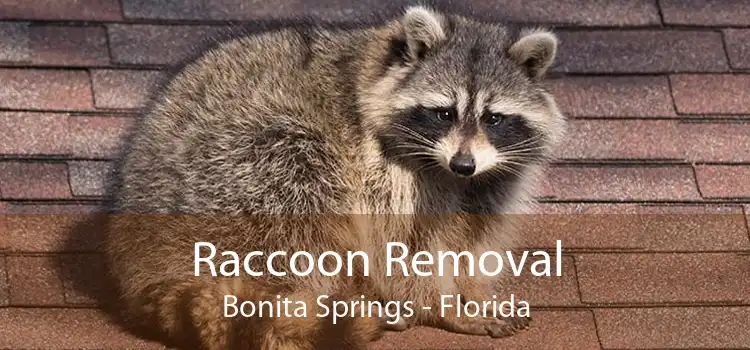 Raccoon Removal Bonita Springs - Florida