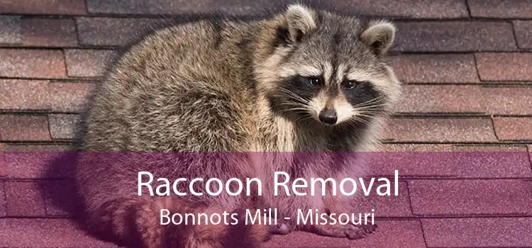 Raccoon Removal Bonnots Mill - Missouri