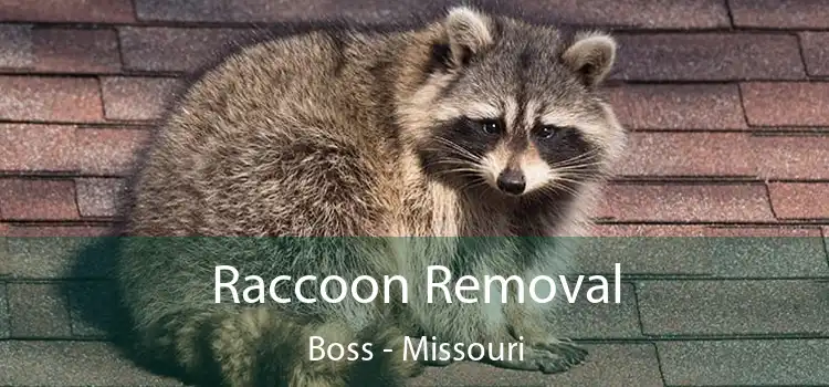 Raccoon Removal Boss - Missouri