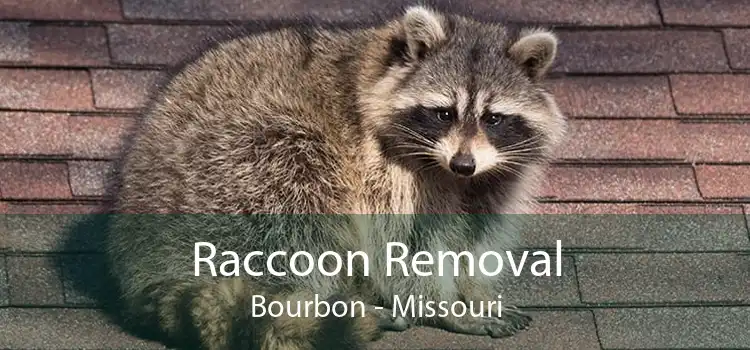 Raccoon Removal Bourbon - Missouri