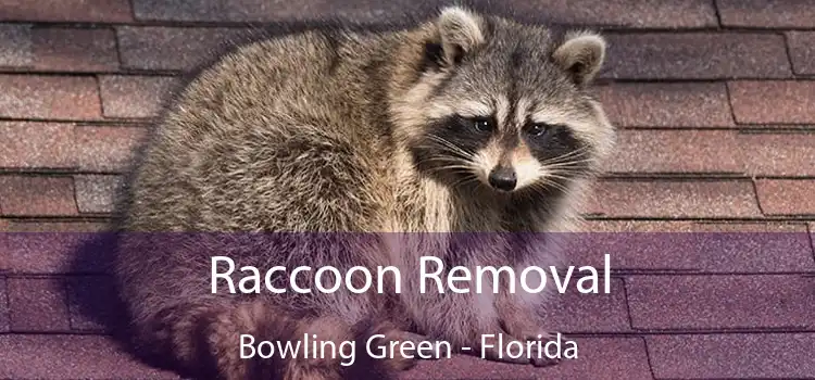 Raccoon Removal Bowling Green - Florida