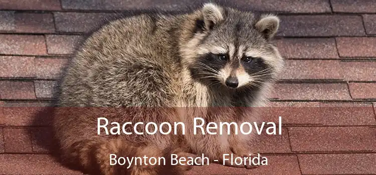 Raccoon Removal Boynton Beach - Florida