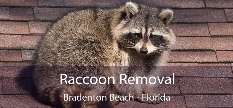 Raccoon Removal Bradenton Beach - Florida