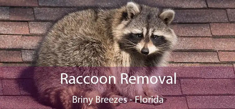 Raccoon Removal Briny Breezes - Florida