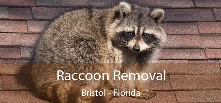 Raccoon Removal Bristol - Florida