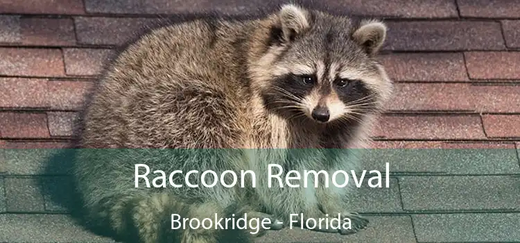 Raccoon Removal Brookridge - Florida