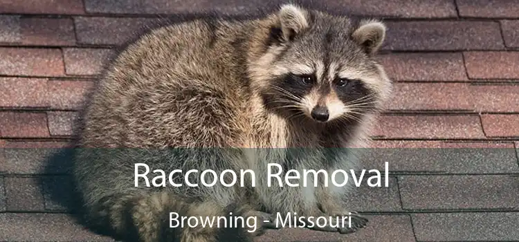 Raccoon Removal Browning - Missouri