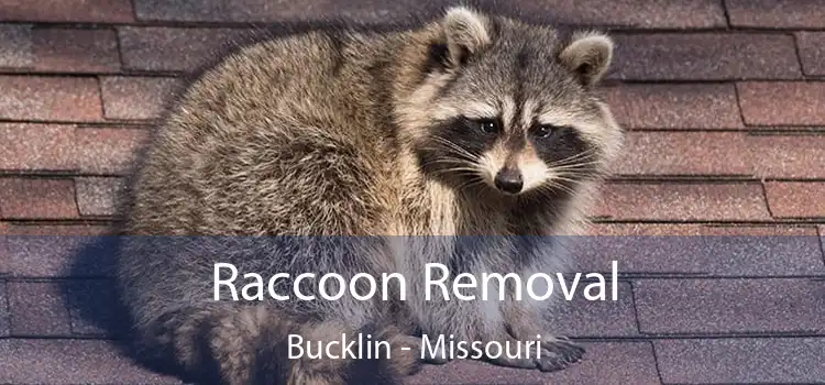 Raccoon Removal Bucklin - Missouri