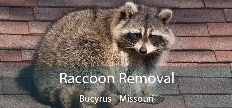 Raccoon Removal Bucyrus - Missouri