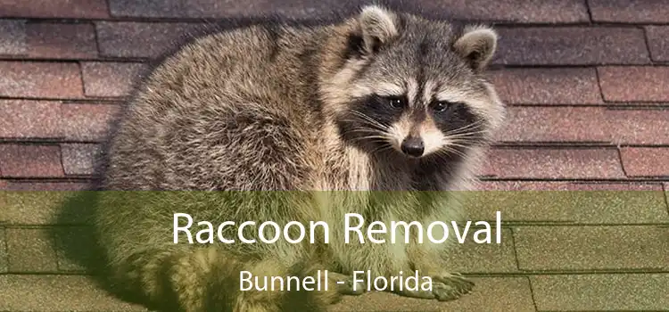 Raccoon Removal Bunnell - Florida