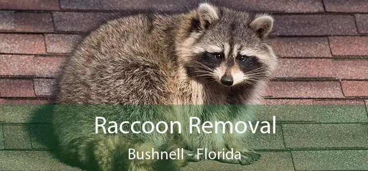 Raccoon Removal Bushnell - Florida