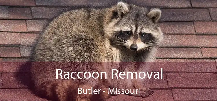 Raccoon Removal Butler - Missouri