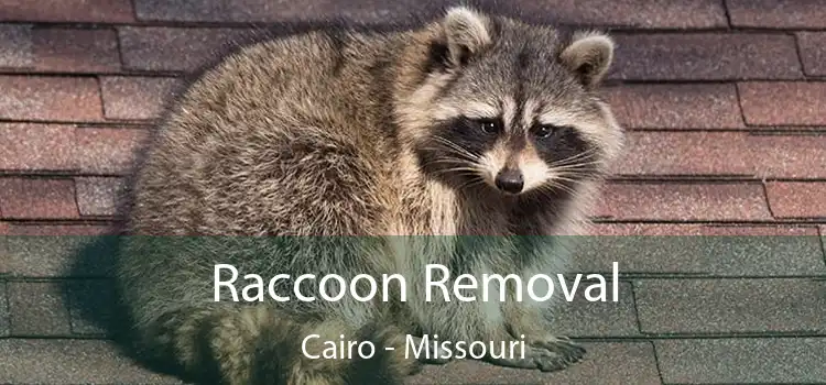 Raccoon Removal Cairo - Missouri