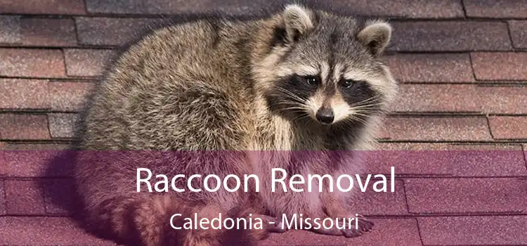 Raccoon Removal Caledonia - Missouri