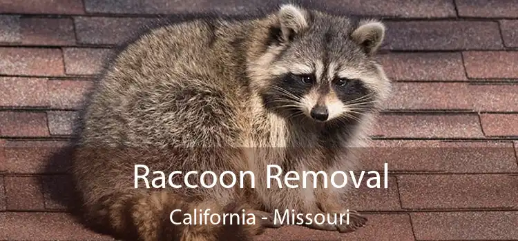 Raccoon Removal California - Missouri