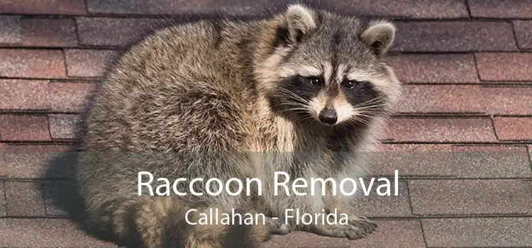 Raccoon Removal Callahan - Florida