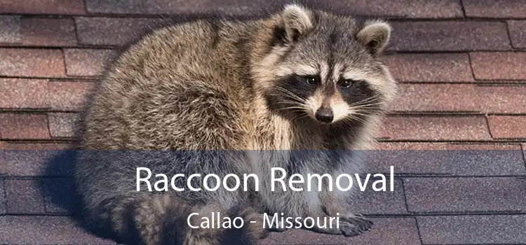 Raccoon Removal Callao - Missouri