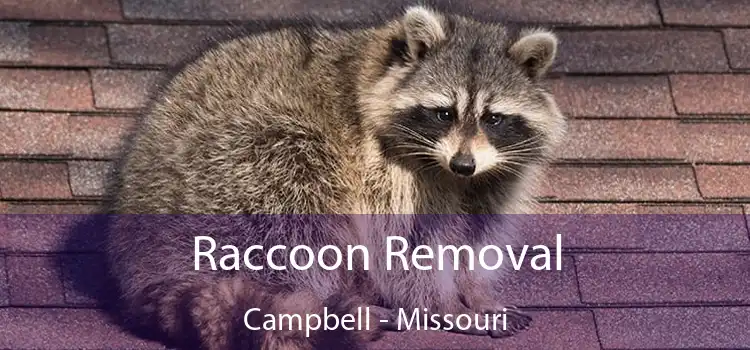 Raccoon Removal Campbell - Missouri