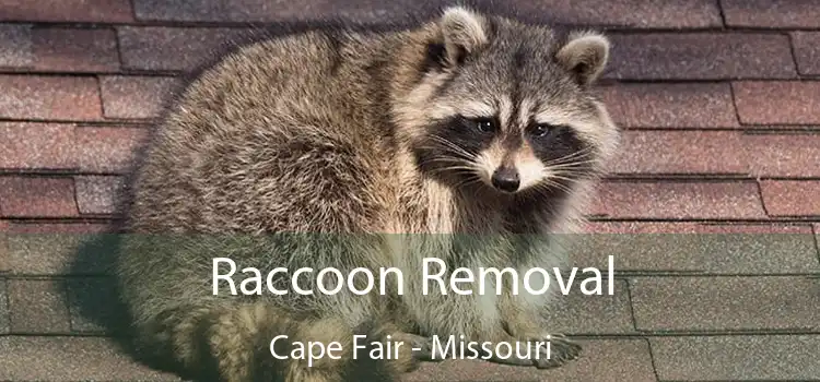 Raccoon Removal Cape Fair - Missouri