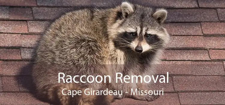 Raccoon Removal Cape Girardeau - Missouri