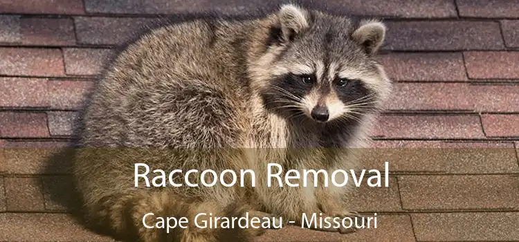 Raccoon Removal Cape Girardeau - Missouri