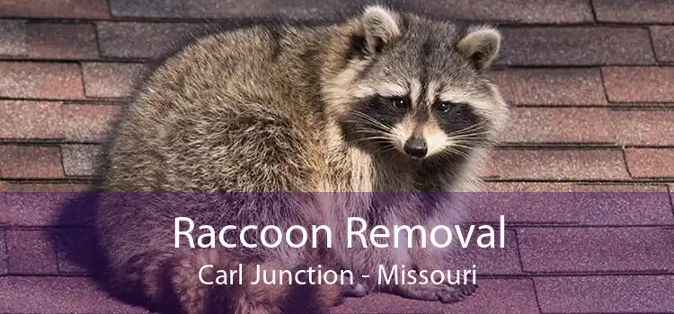 Raccoon Removal Carl Junction - Missouri