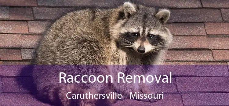 Raccoon Removal Caruthersville - Missouri