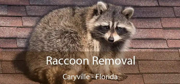 Raccoon Removal Caryville - Florida