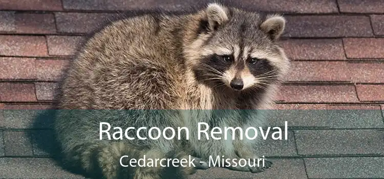 Raccoon Removal Cedarcreek - Missouri