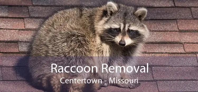 Raccoon Removal Centertown - Missouri