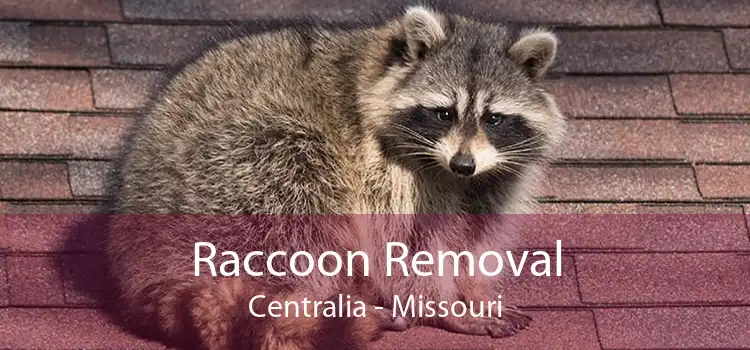 Raccoon Removal Centralia - Missouri