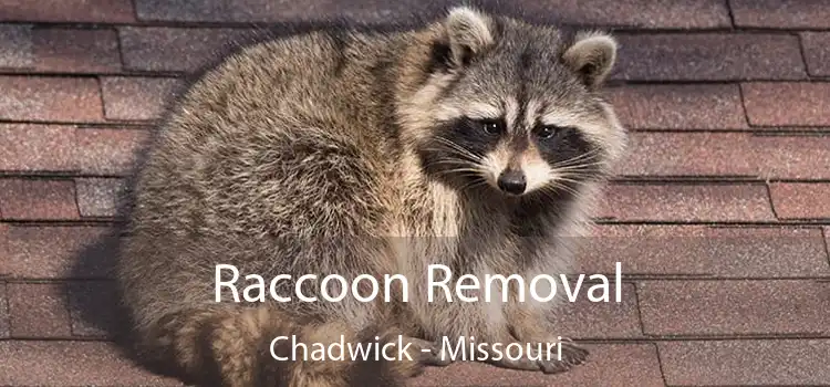 Raccoon Removal Chadwick - Missouri