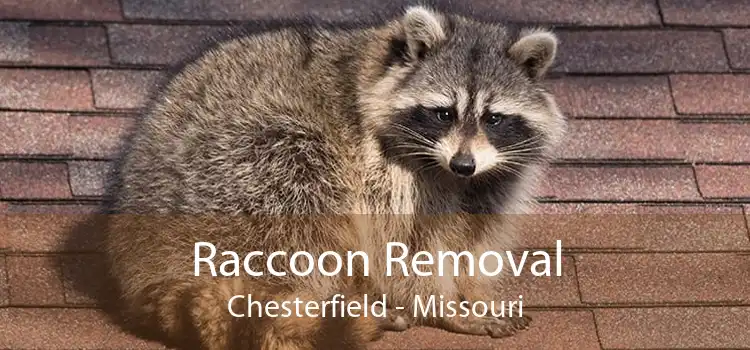 Raccoon Removal Chesterfield - Missouri