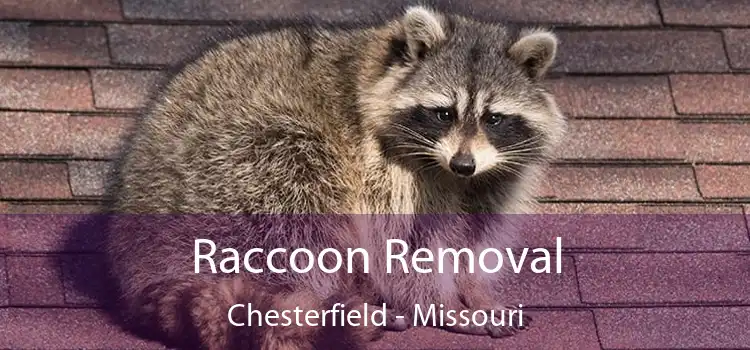 Raccoon Removal Chesterfield - Missouri