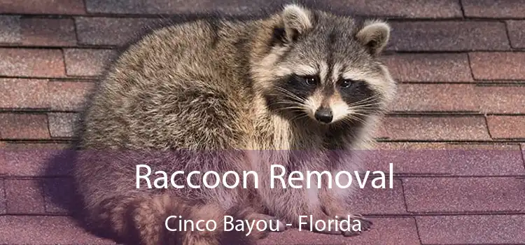 Raccoon Removal Cinco Bayou - Florida