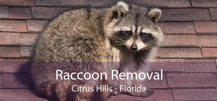 Raccoon Removal Citrus Hills - Florida