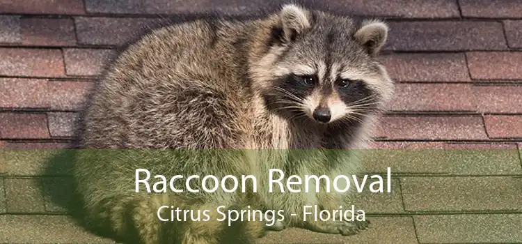 Raccoon Removal Citrus Springs - Florida