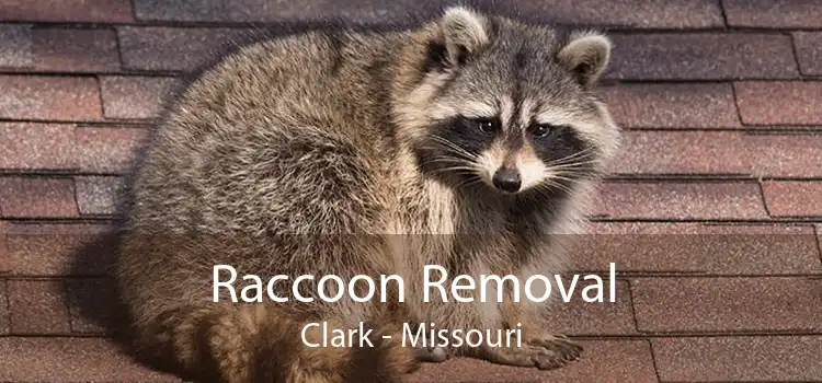 Raccoon Removal Clark - Missouri