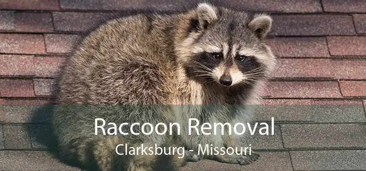 Raccoon Removal Clarksburg - Missouri