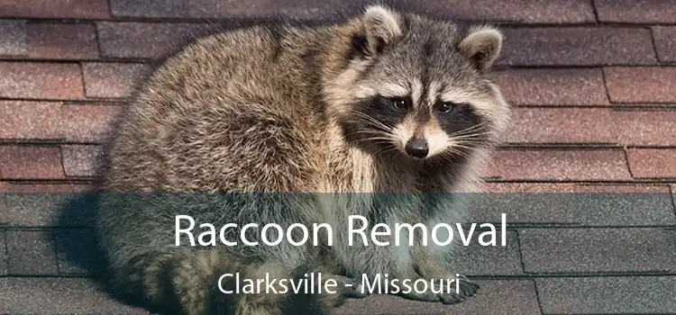 Raccoon Removal Clarksville - Missouri