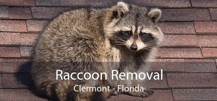 Raccoon Removal Clermont - Florida