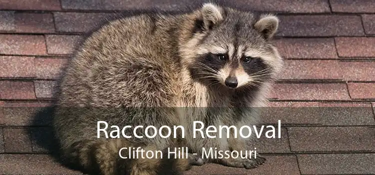 Raccoon Removal Clifton Hill - Missouri