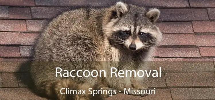 Raccoon Removal Climax Springs - Missouri