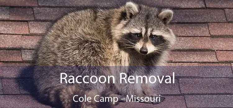 Raccoon Removal Cole Camp - Missouri