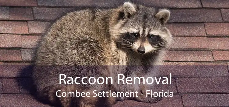 Raccoon Removal Combee Settlement - Florida
