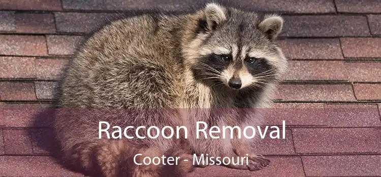 Raccoon Removal Cooter - Missouri