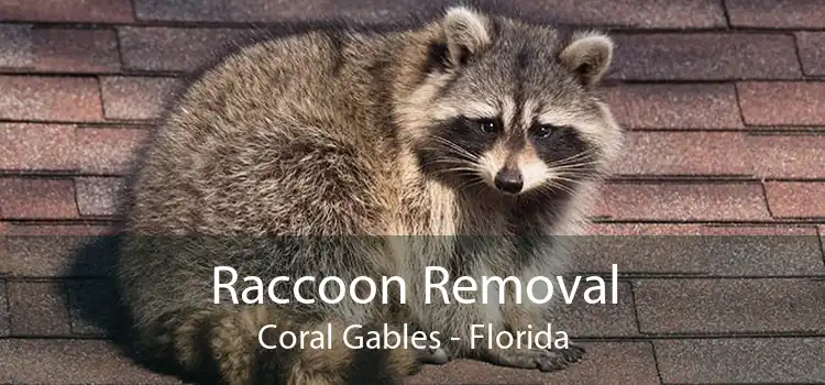 Raccoon Removal Coral Gables - Florida