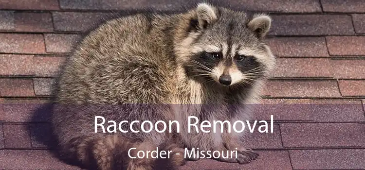 Raccoon Removal Corder - Missouri