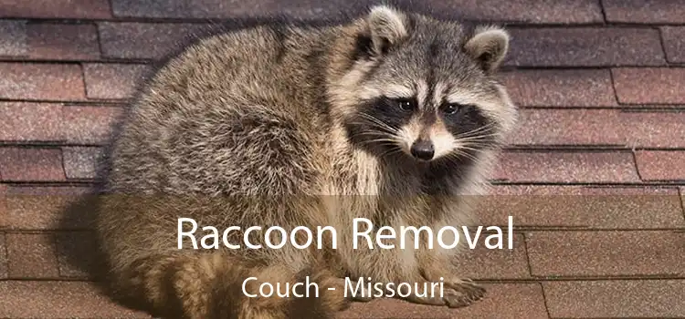 Raccoon Removal Couch - Missouri